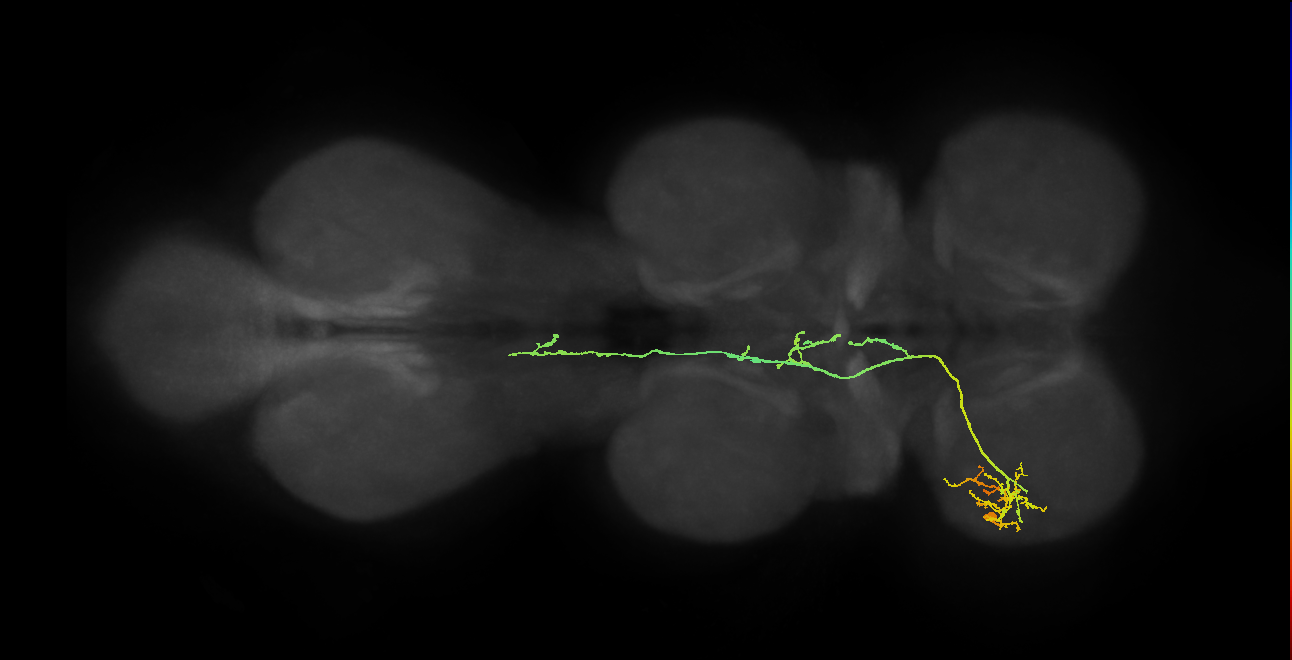 IN19A093_L (MaleCNS:801276)