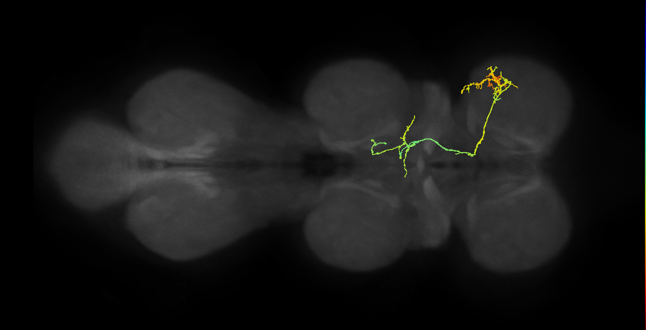 IN19A093_R (MaleCNS:816347)