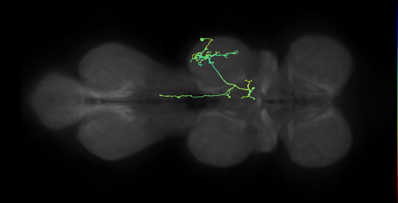 IN19A093_R (MaleCNS:815242)