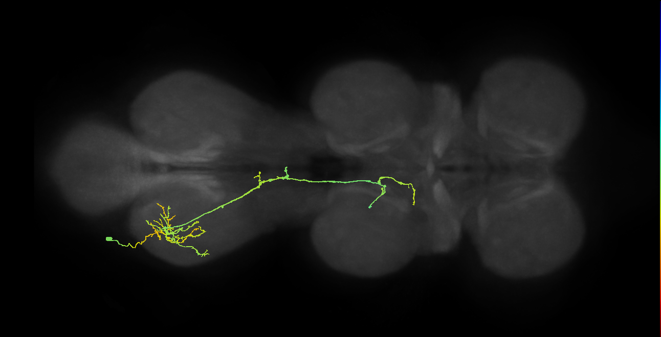 IN19A093_L (MaleCNS:815745)