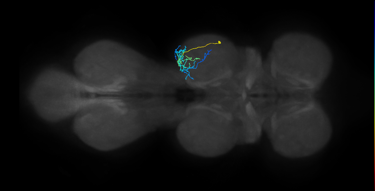 IN19A095, IN19A127_R (MaleCNS:819767)