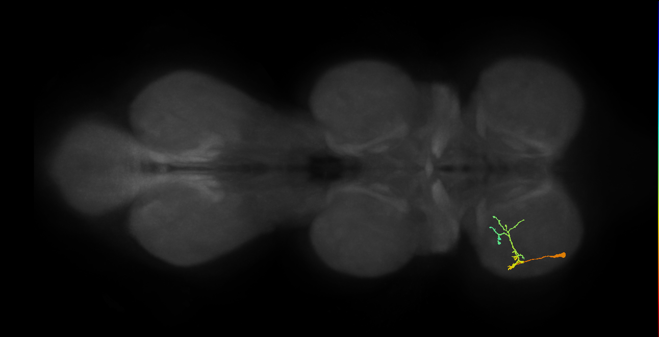 IN19A096_L (MaleCNS:1050280229)