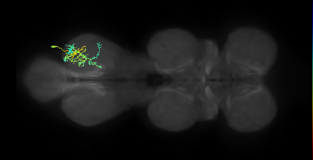 IN19A096_R (MaleCNS:804704)