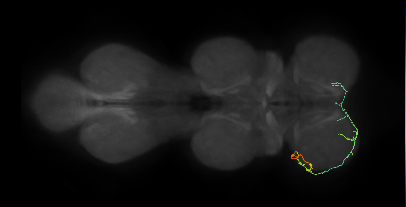 IN19A098_L (MaleCNS:824896)