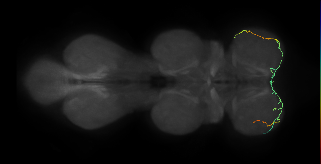 IN19A098_R (MaleCNS:830853)