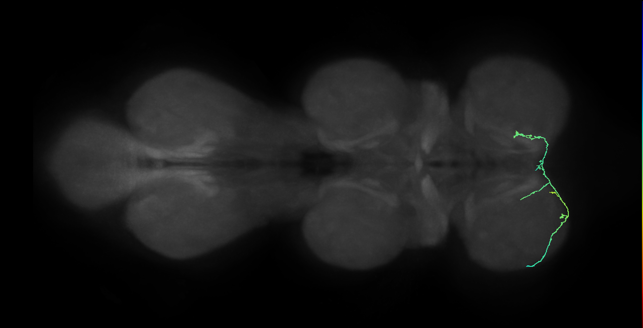 IN19A098_L (MaleCNS:862205)