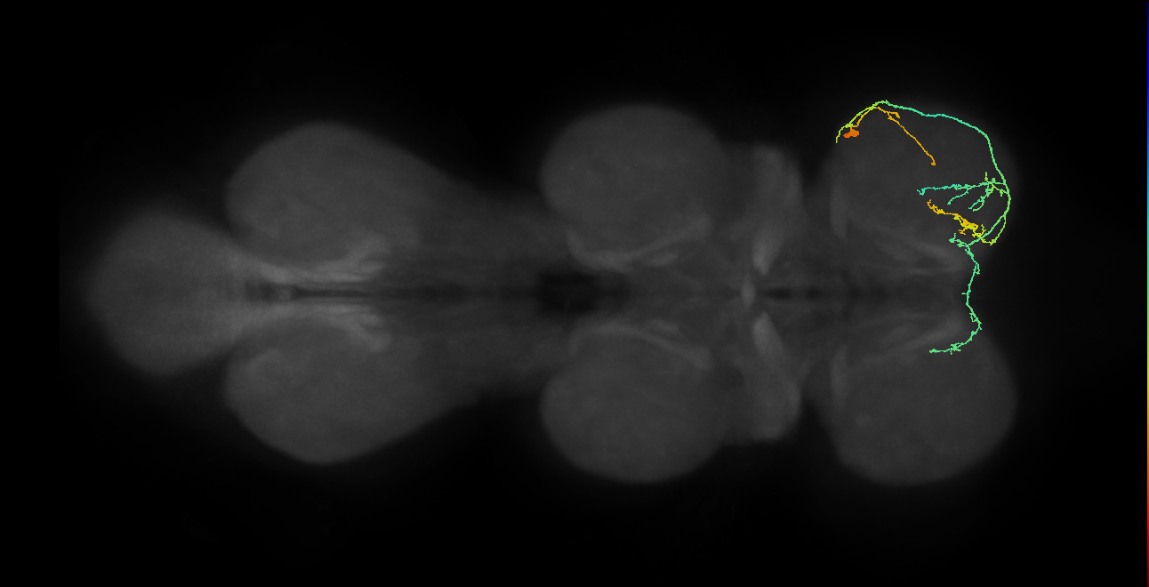 IN19A098_R (MaleCNS:915000)