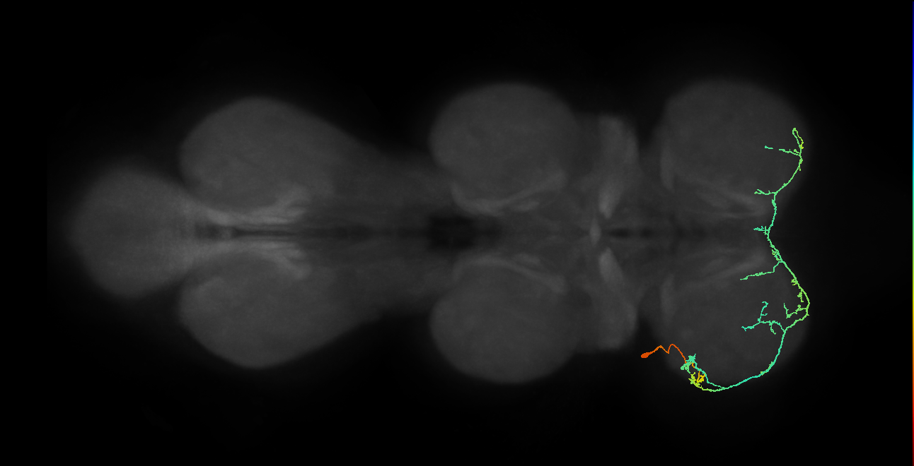 IN19A098_L (MaleCNS:821536)