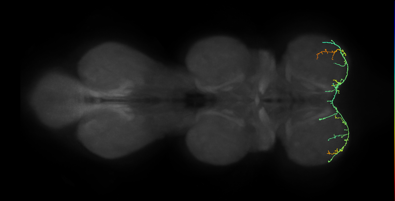 IN19A098_L (MaleCNS:825346)