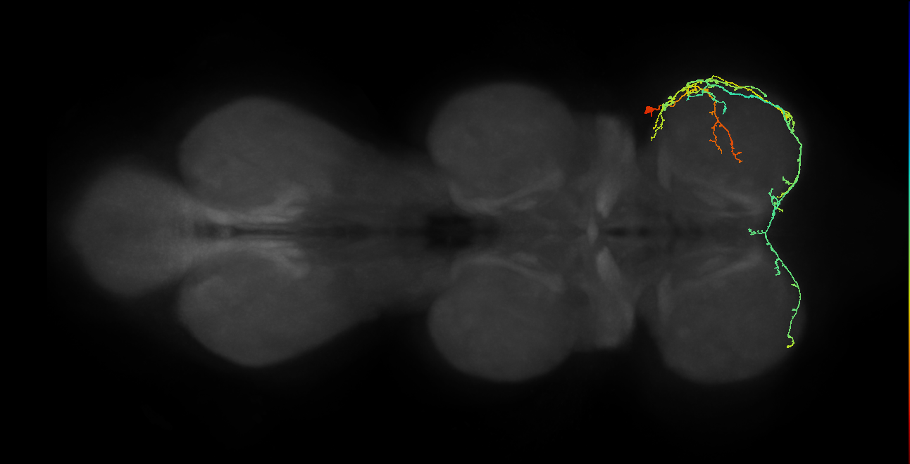 IN19A103_R (MaleCNS:824928)