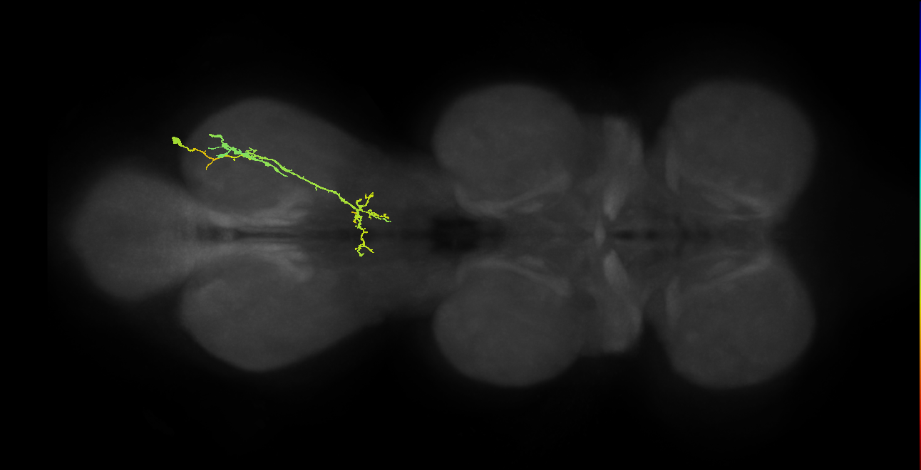 IN19A106_R (MaleCNS:816042)