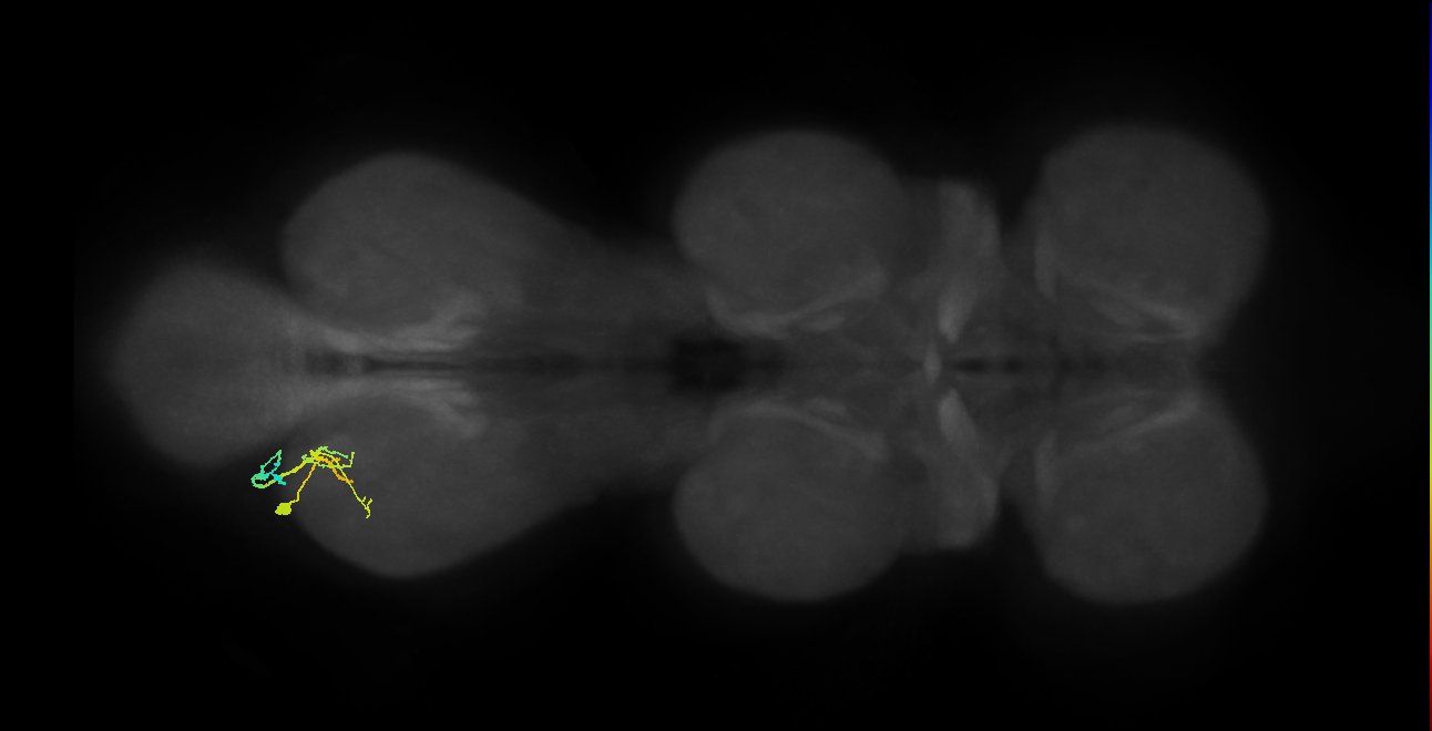 IN19A108_L (MaleCNS:915180)