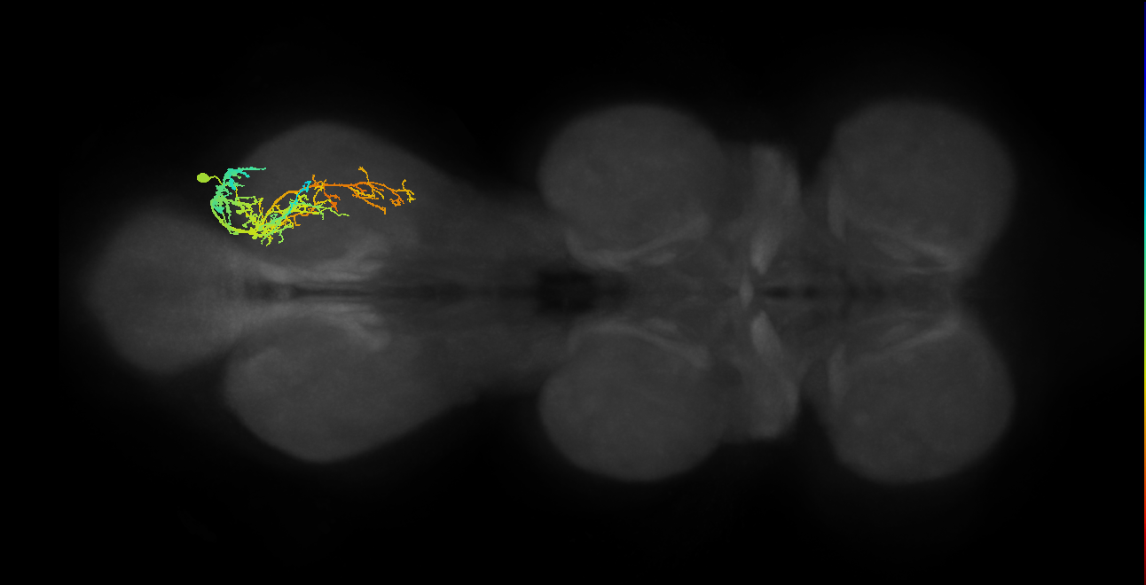 IN19A108_R (MaleCNS:808440)