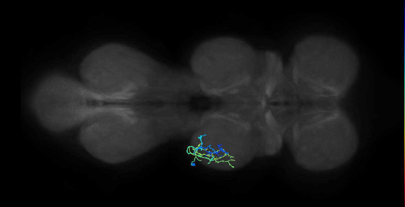 IN19A113_L (MaleCNS:816457)