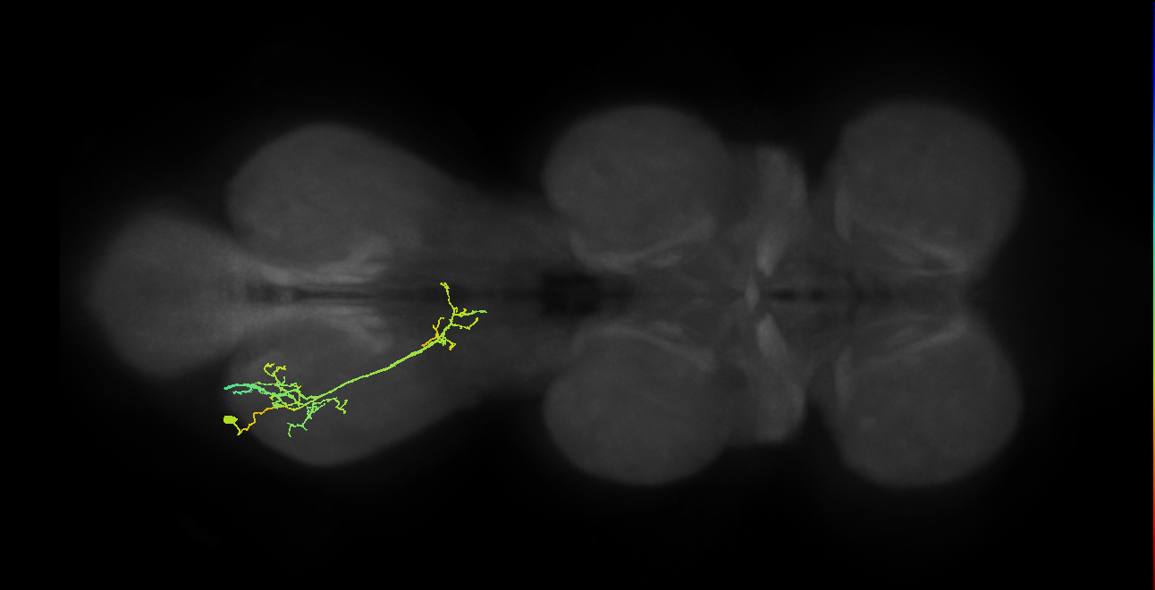 IN19A114_L (MaleCNS:807175)