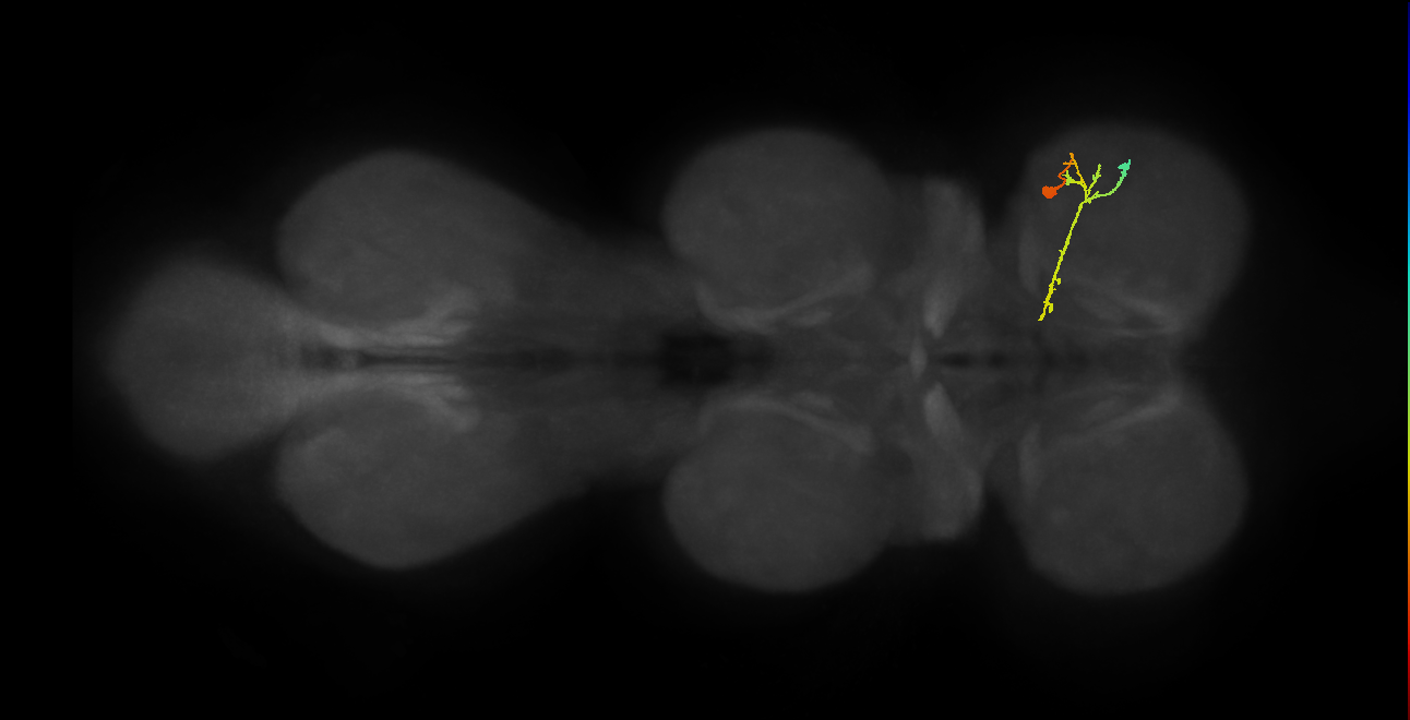 IN19A114_R (MaleCNS:826146)