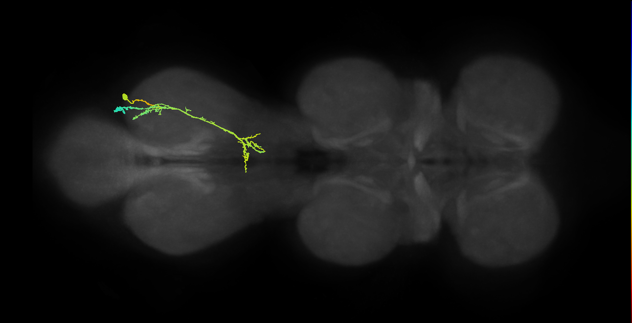 IN19A114_R (MaleCNS:812733)