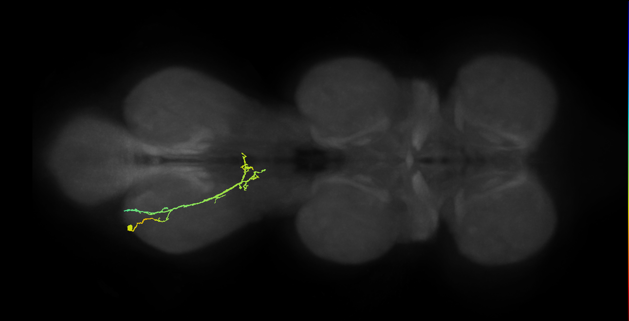 IN19A117_L (MaleCNS:819137)