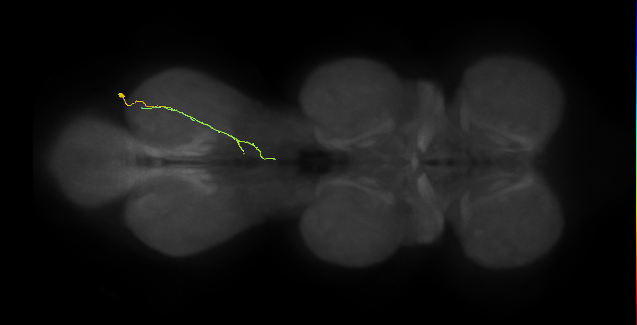 IN19A117_R (MaleCNS:1053644230)