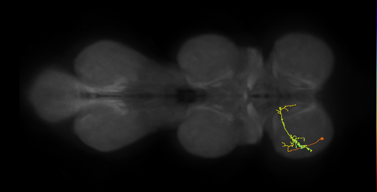 IN19A117_L (MaleCNS:818721)