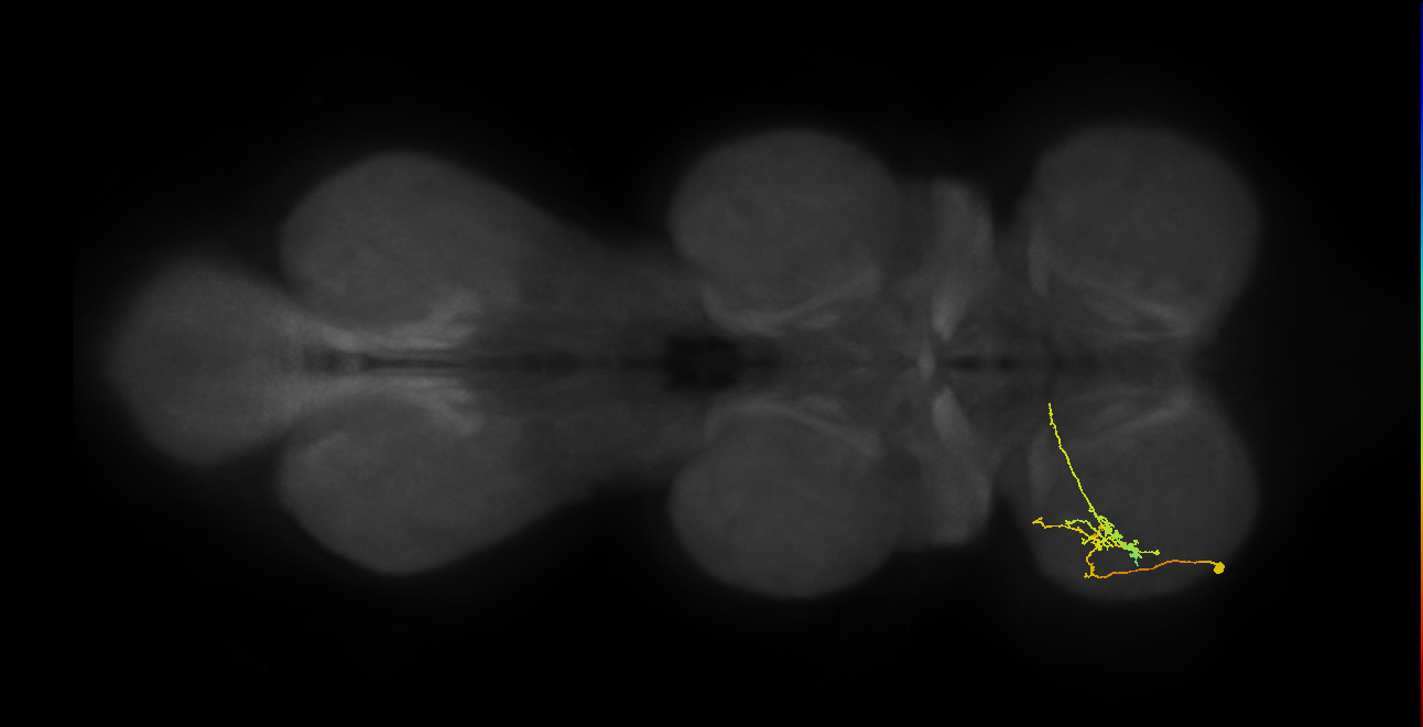 IN19A117_L (MaleCNS:821609)
