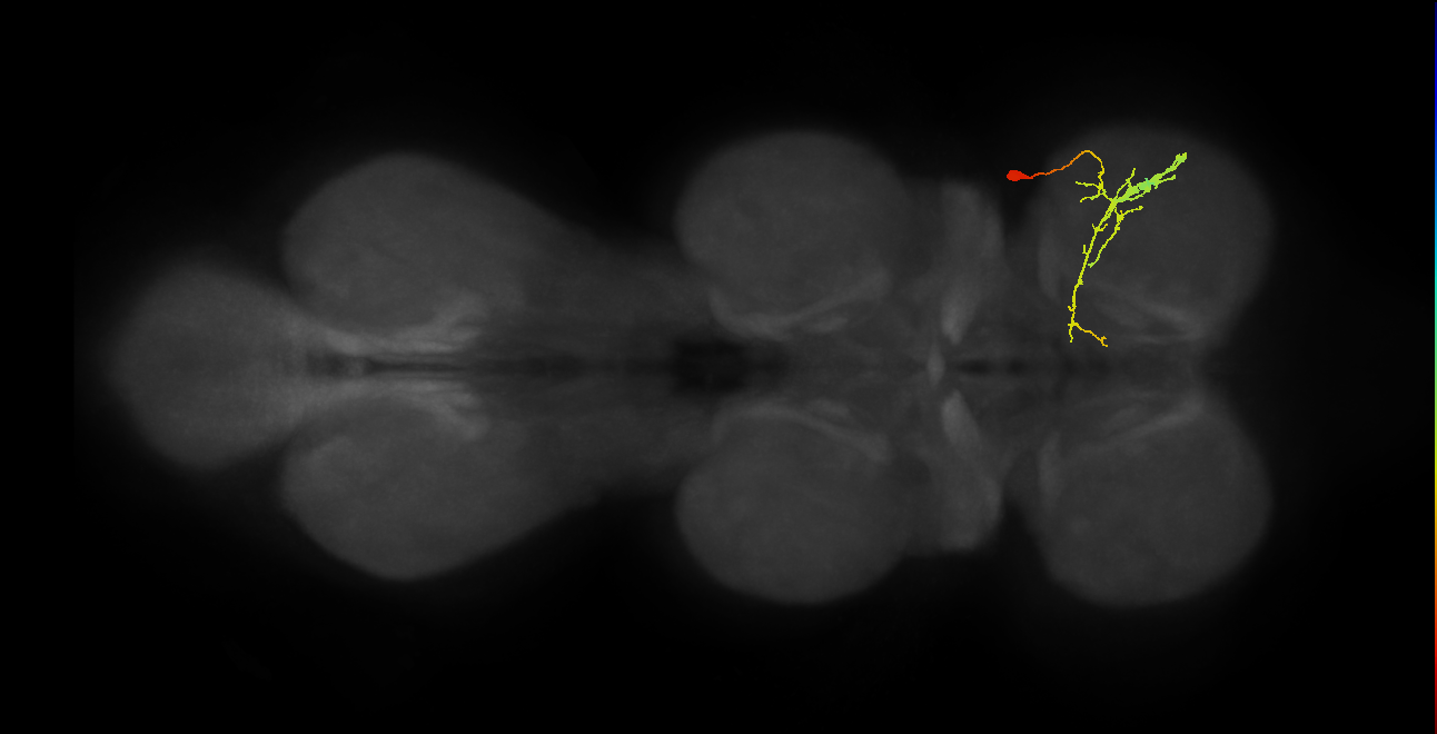 IN19A117_R (MaleCNS:817930)