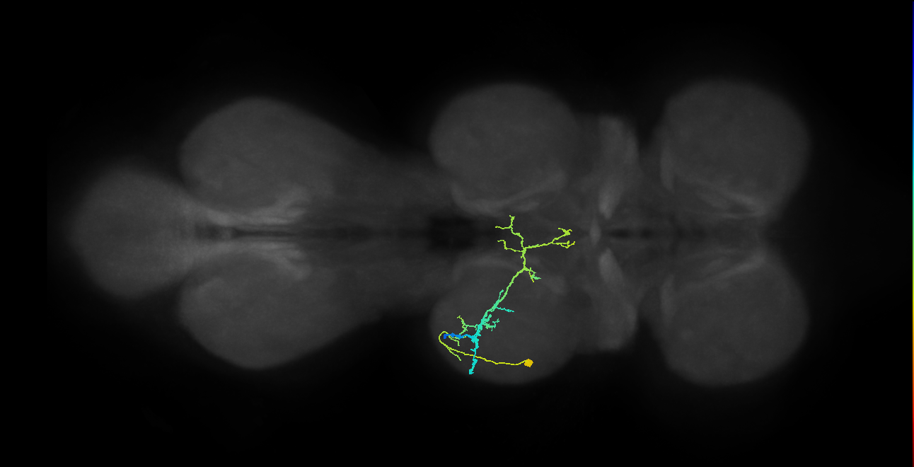 IN19A117_L (MaleCNS:815654)