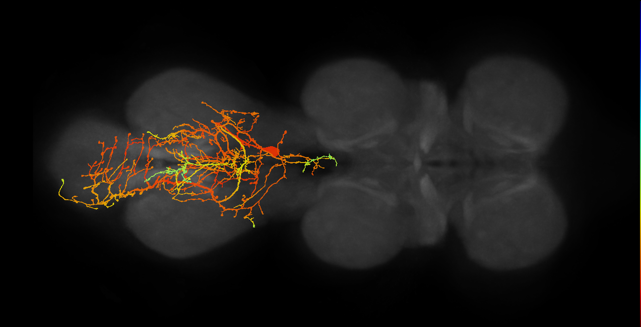 lineage NB6-2 primary interneuron