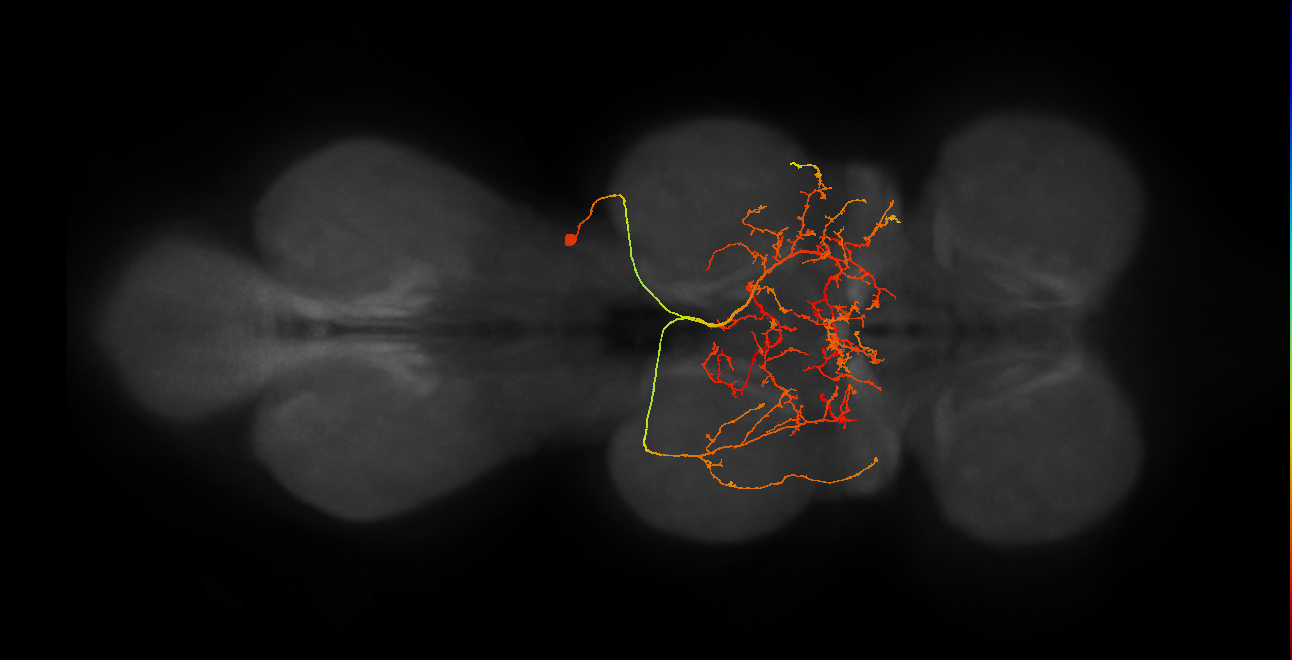 IN19B043_R (MaleCNS:905984)