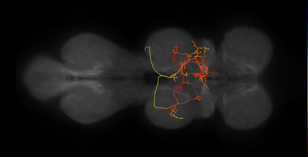 IN19B067_R (MaleCNS:906613)