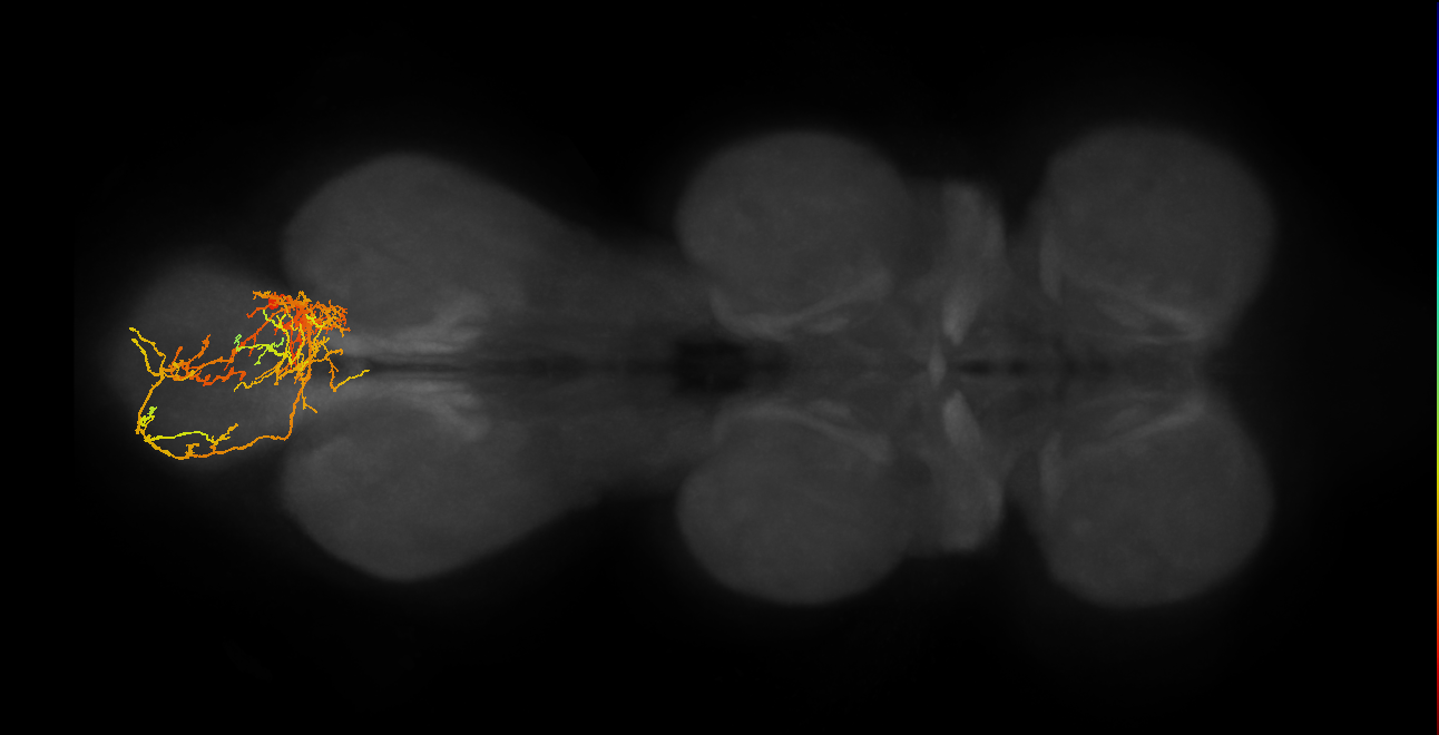 IN19B068_R (MaleCNS:804961)