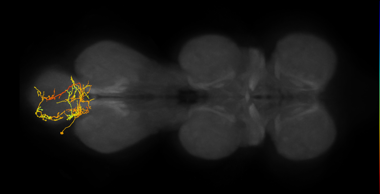 IN19B068_L (MaleCNS:804902)