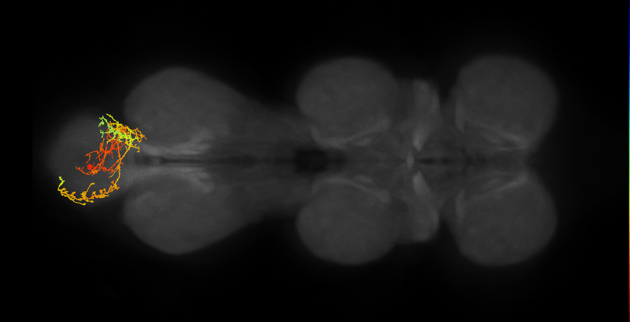 IN19B068_R (MaleCNS:804937)