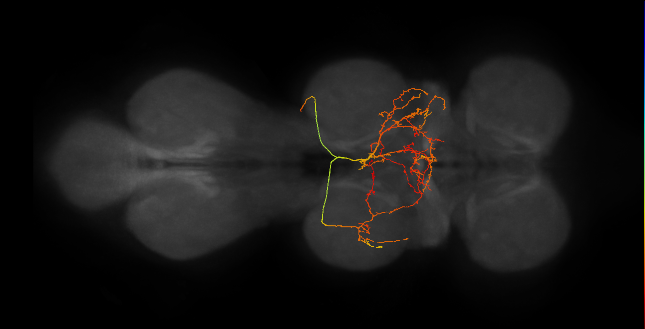 IN19B070_R (MaleCNS:910603)