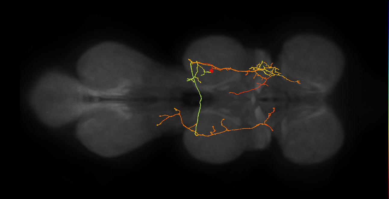 IN19B071_R (MaleCNS:809539)