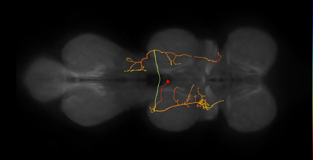 IN19B071_L (MaleCNS:812648)