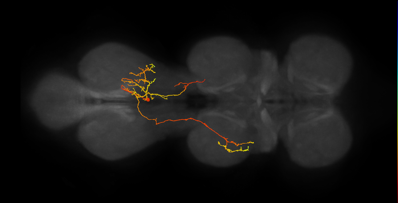IN19B089_R (MaleCNS:806389)