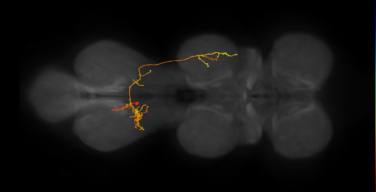 IN19B091_L (MaleCNS:805941)