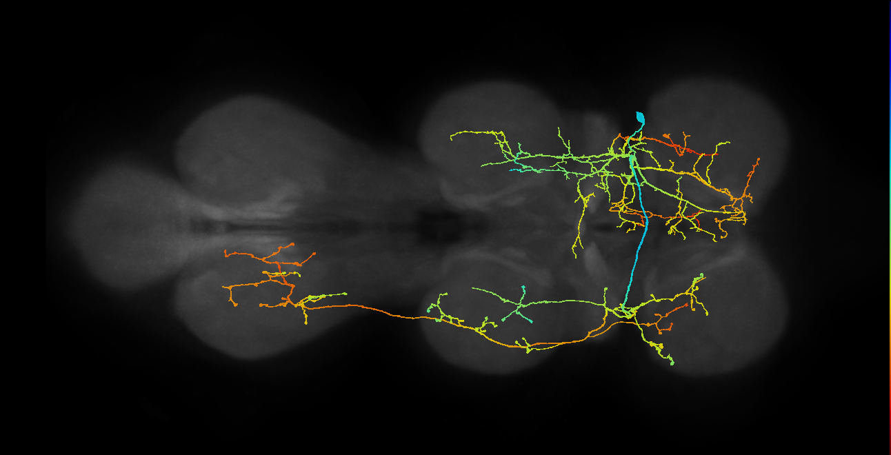 IN19B109_R (MaleCNS:906521)