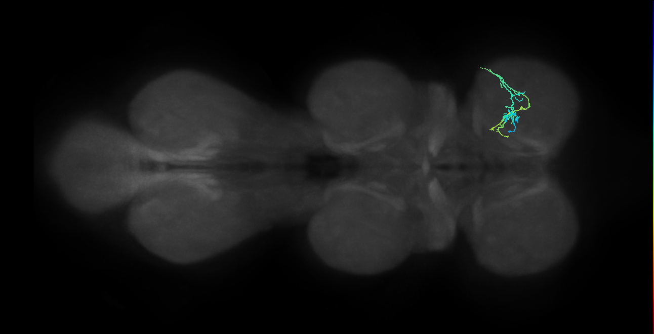 IN20A.22A084_R (MaleCNS:817567)