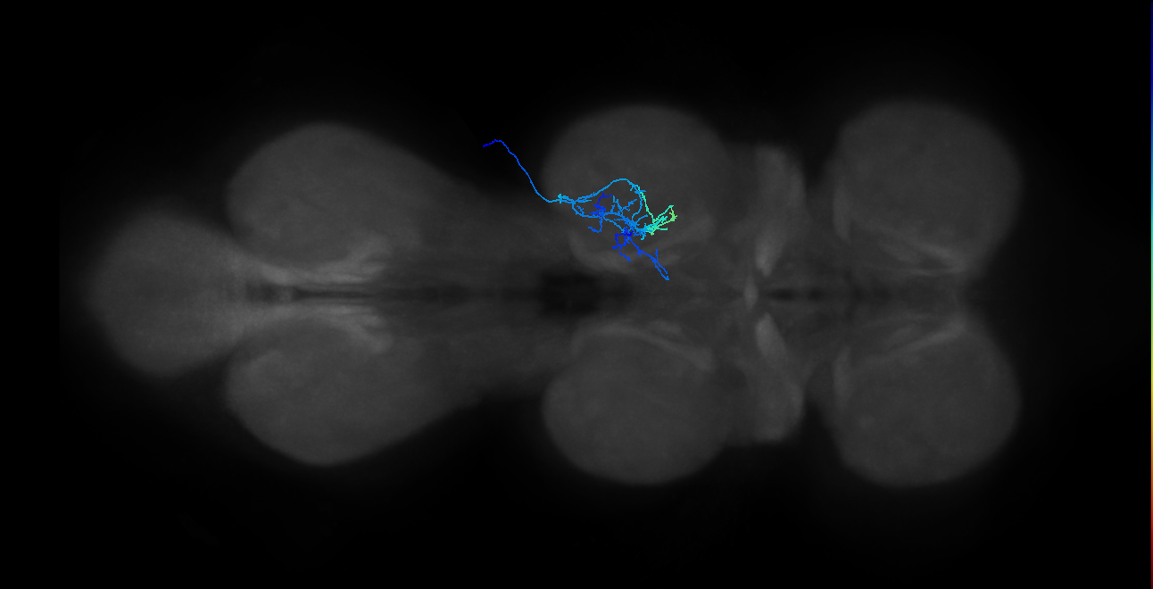 IN20A.22A084_R (MaleCNS:912154)