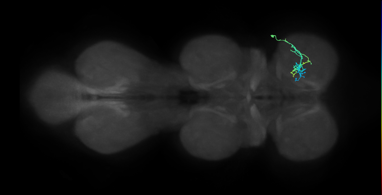 IN20A.22A084_R (MaleCNS:817892)