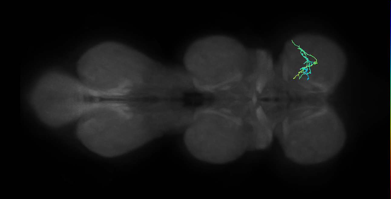 IN20A.22A084_R (MaleCNS:818538)