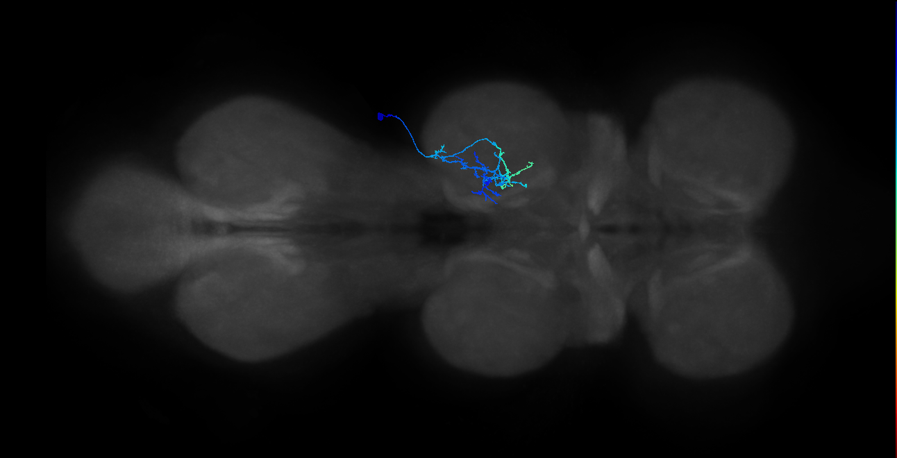 adult serotonergic T2 neuron