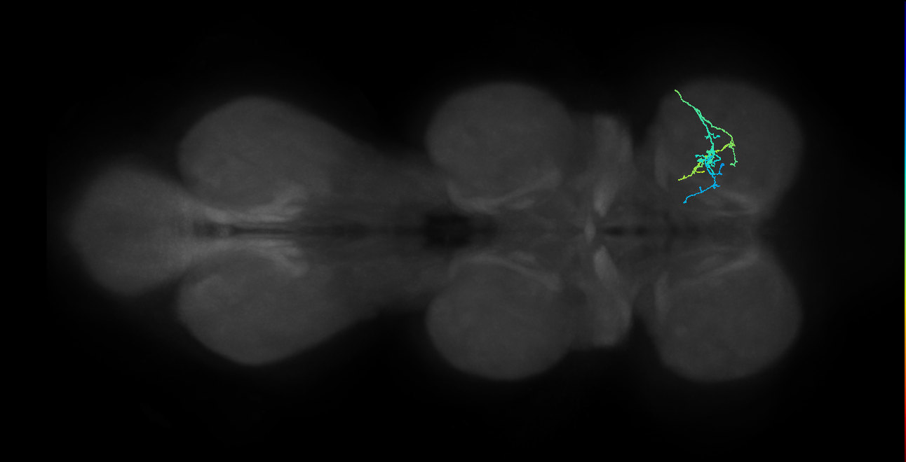 serotonergic T1 neuron