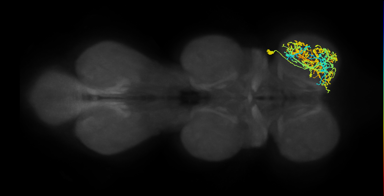 NB4-3 lineage primary neuron