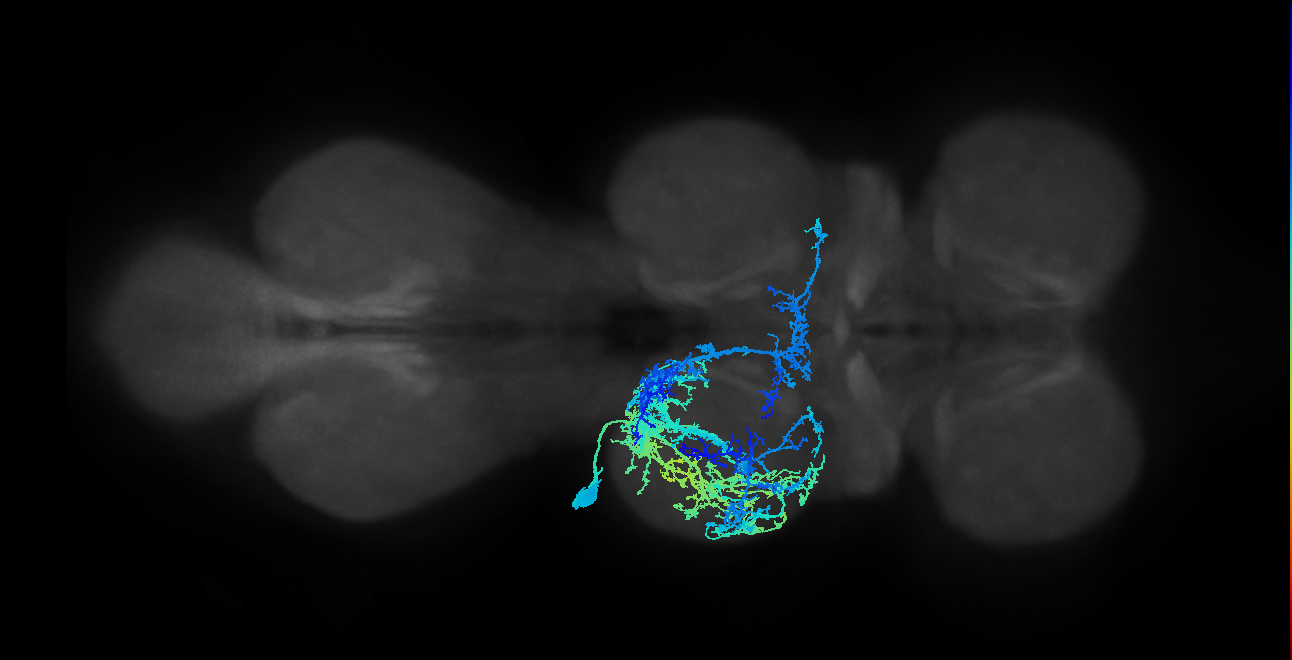 NB4-3 lineage primary neuron