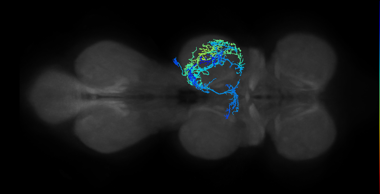 NB4-3 lineage primary neuron