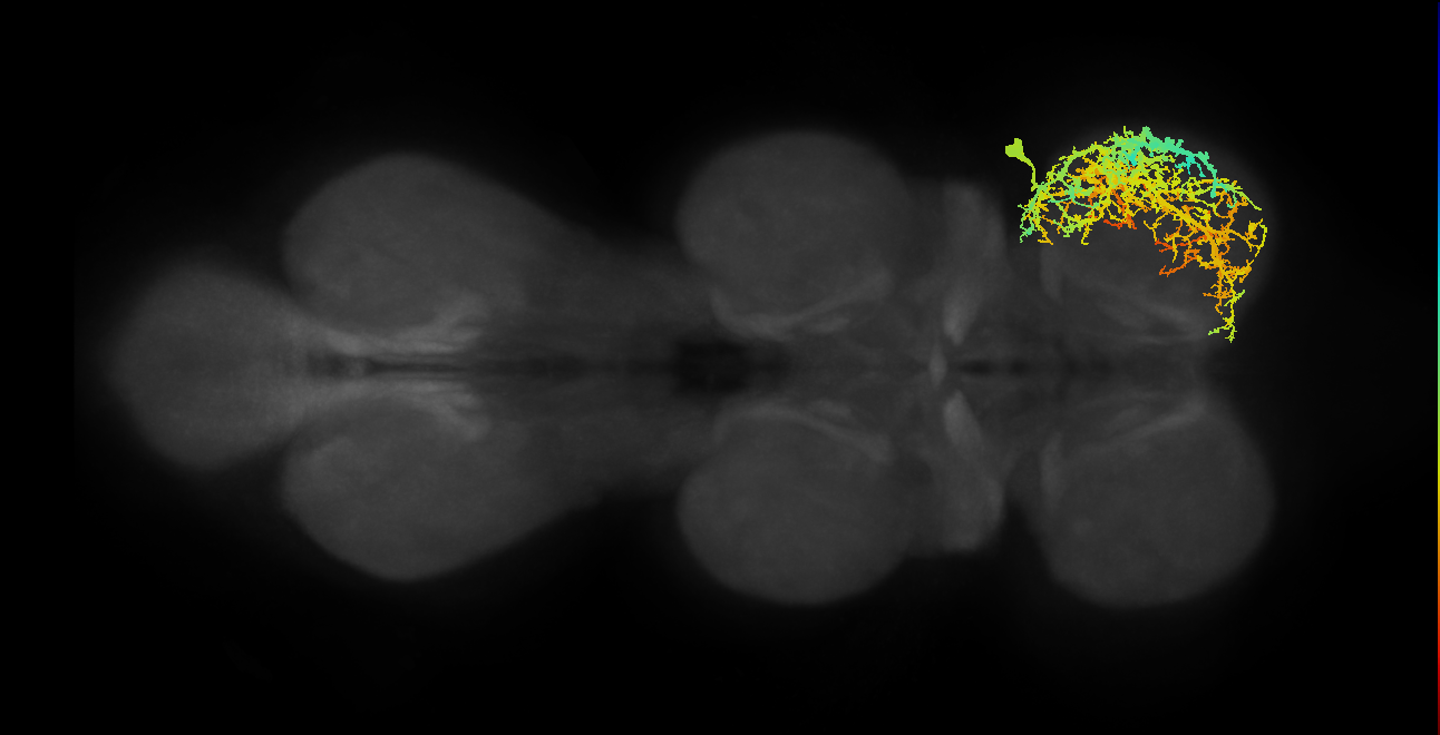 IN21A015_R (MaleCNS:802085)