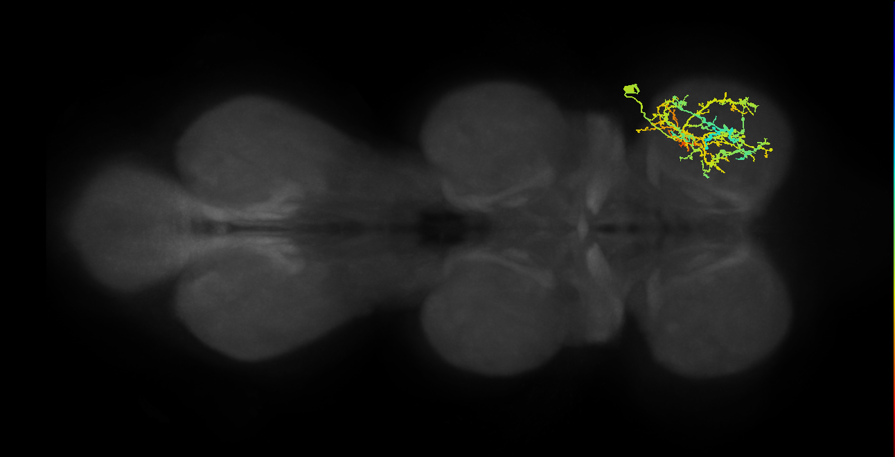 IN21A023,IN21A024_R (MaleCNS:907818)